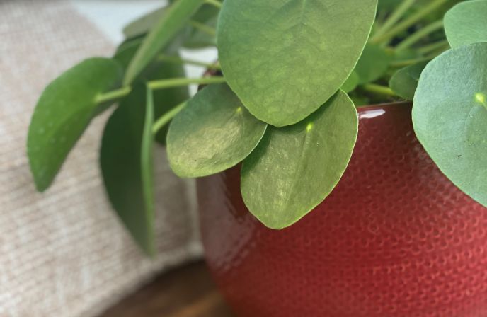 Pilea - Nos conseils pour arroser et entretenir vos plantes d'intérieur